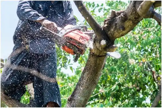 tree services Burton